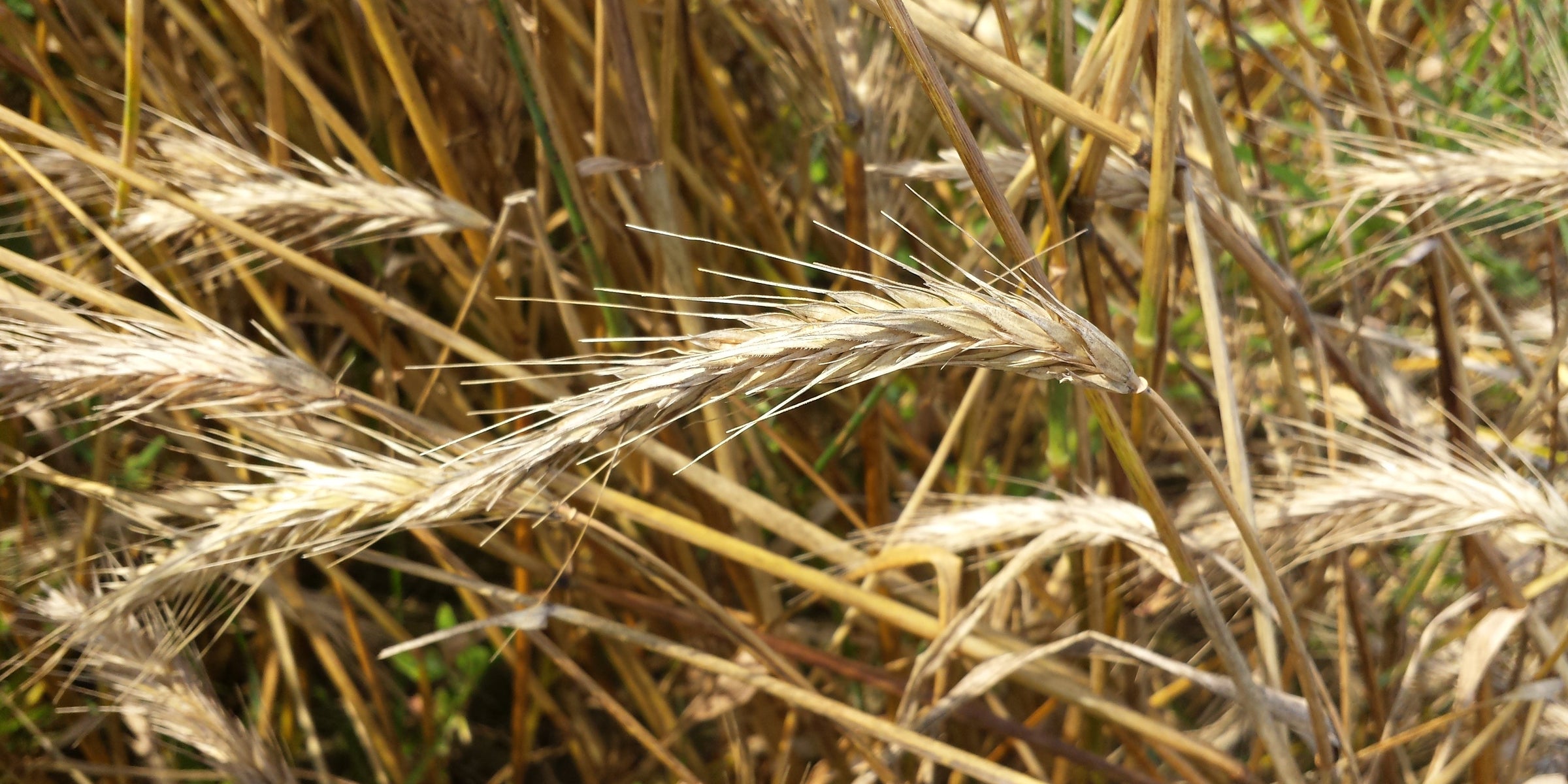 Cover Crop Ingredients