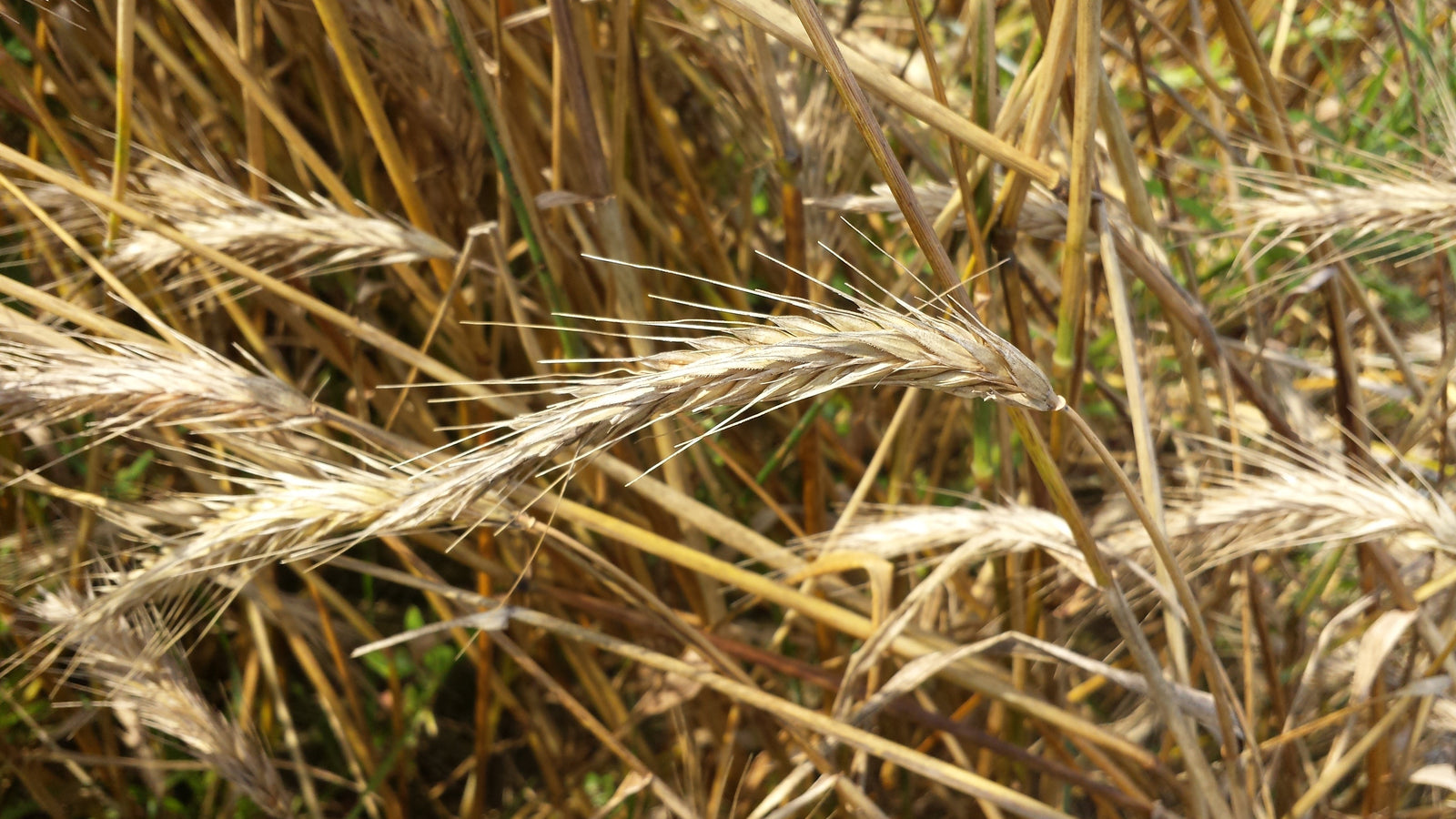 Cover Crop Ingredients