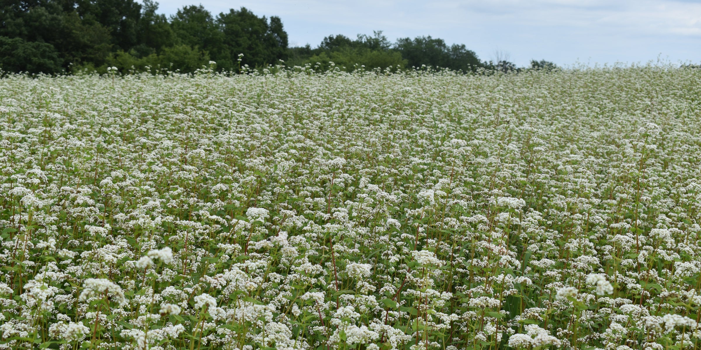 Small Grains - Other