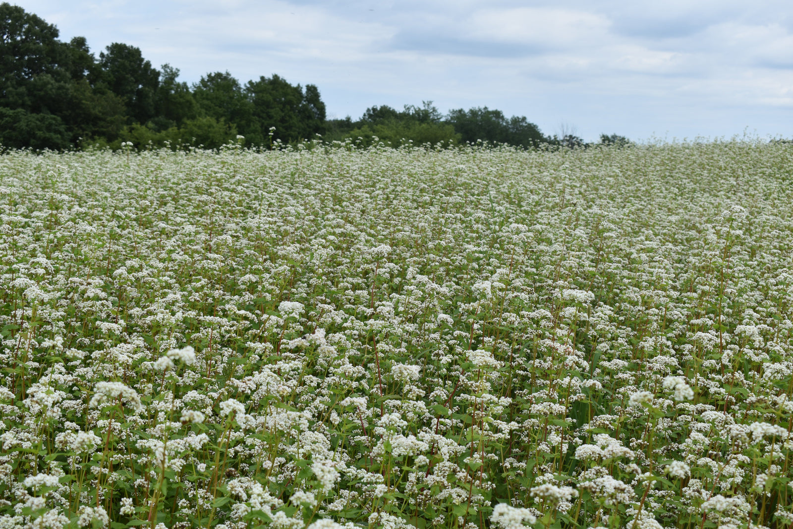 Small Grains - Other
