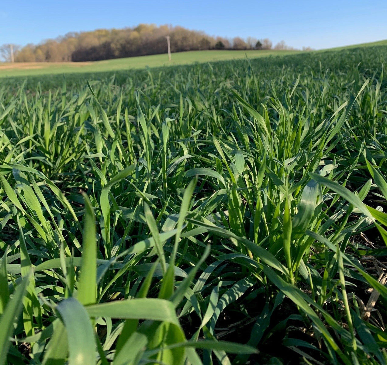 cover crops planted in a field