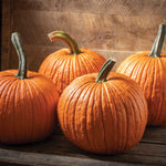 Jack O'Lantern Pumpkin