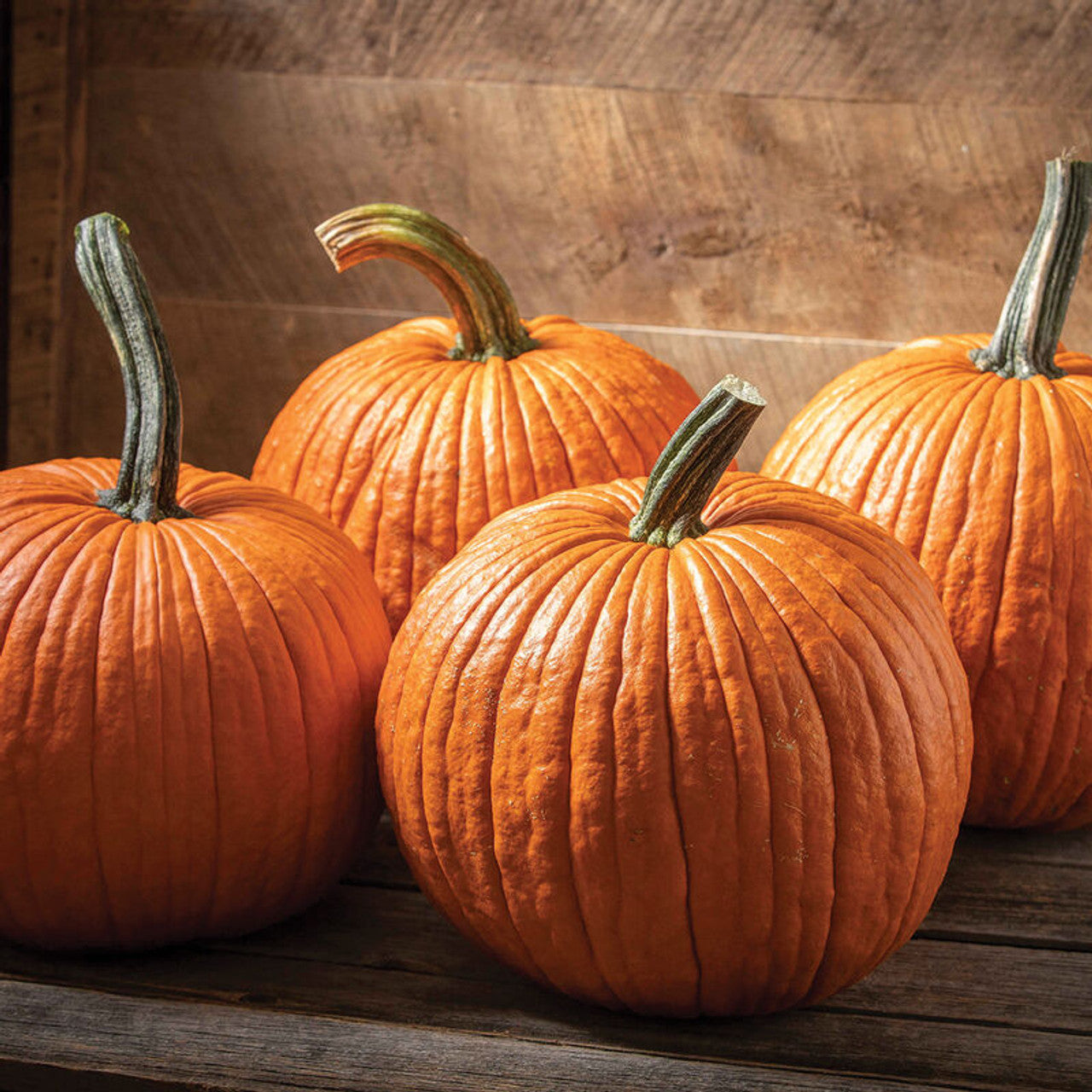 Jack O'Lantern Pumpkin