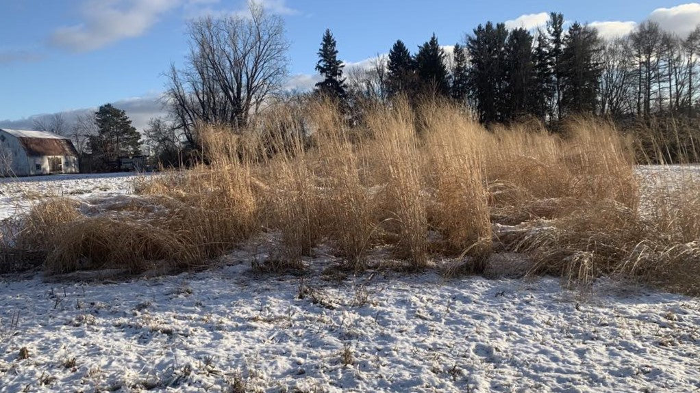 RC Sundance Switchgrass