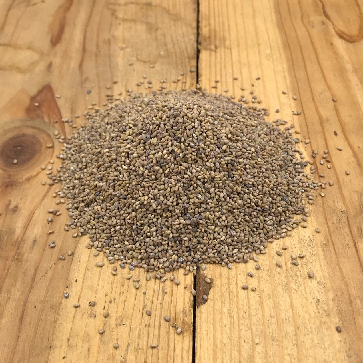 MegaLeaf Alfalfa Seed