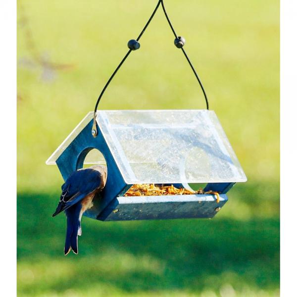 Petite Bluebird Feeder - Backyard Essence