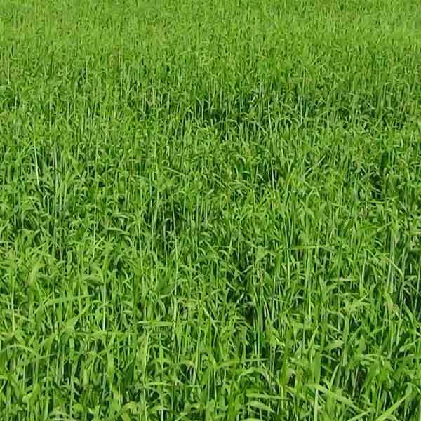 Certified Churchill Barley