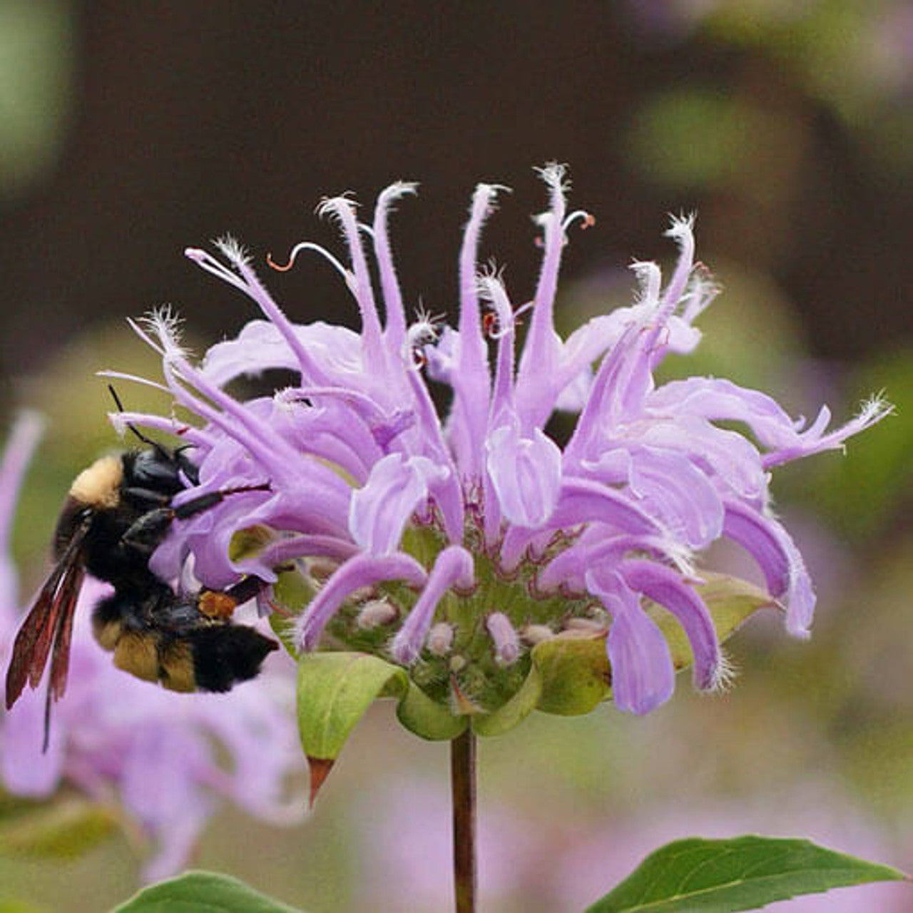 Bee Balm / Bergamot (Monarda fistulosa)