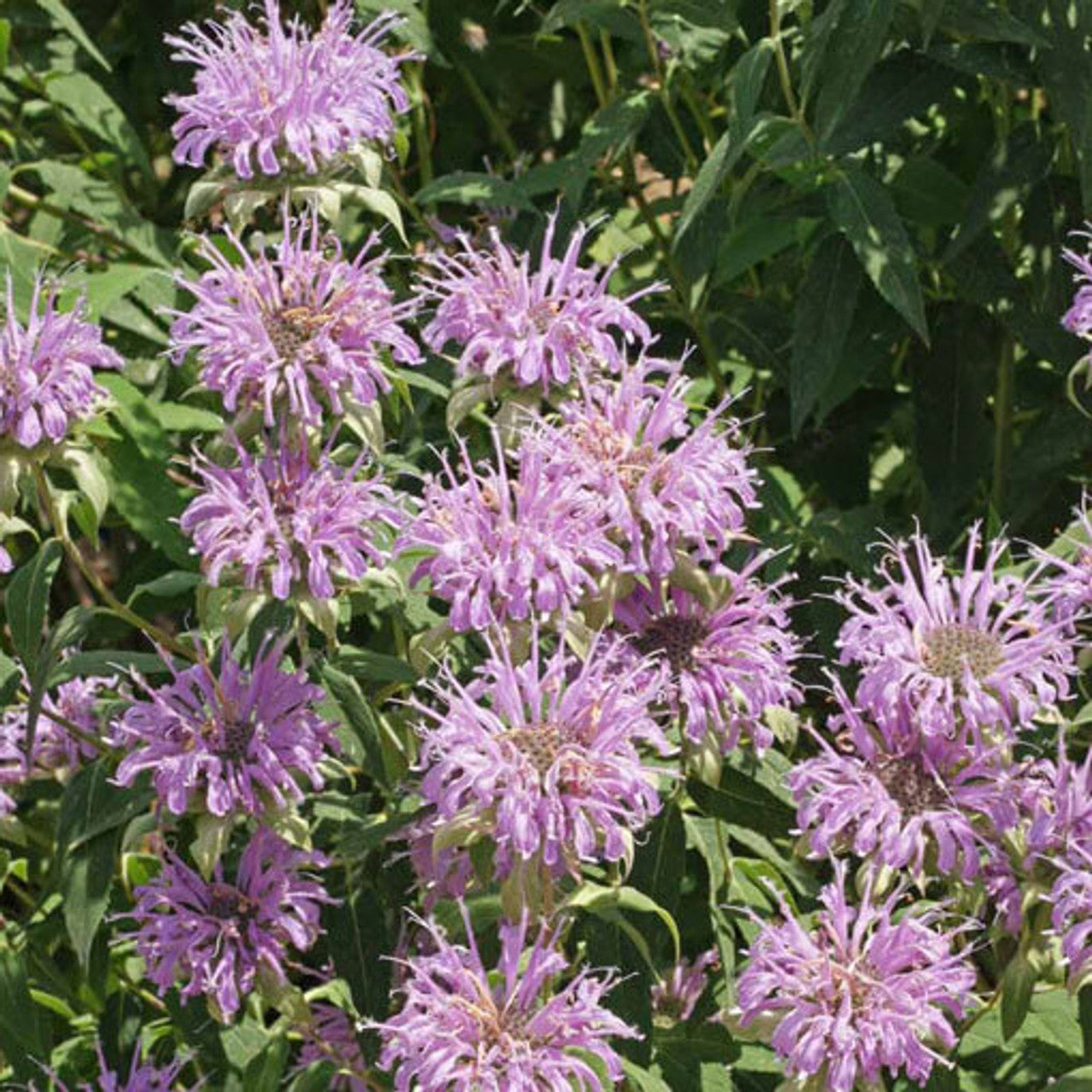 Bee Balm / Bergamot (Monarda fistulosa)