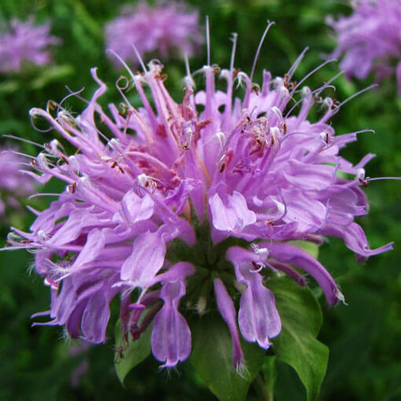 Bee Balm / Bergamot (Monarda fistulosa)