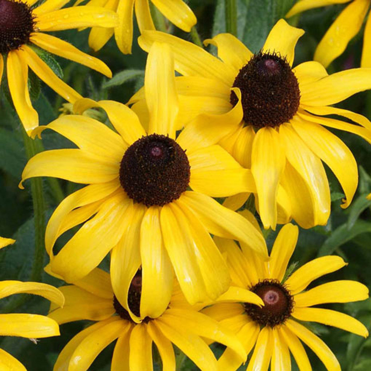 Black-Eyed Susan Seed (Rudbeckia hirta)