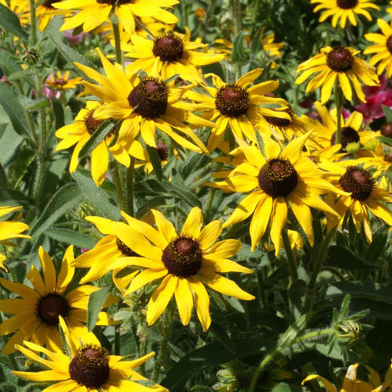 Black-Eyed Susan Seed (Rudbeckia hirta)