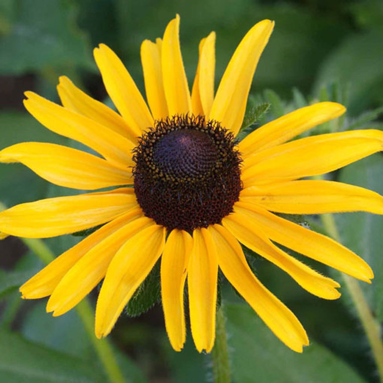 Black-Eyed Susan Seed (Rudbeckia hirta)