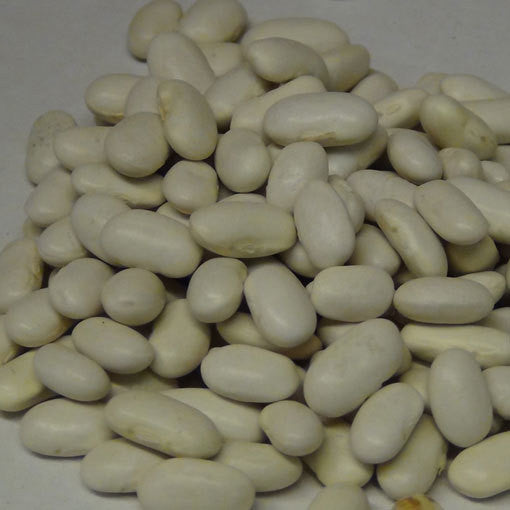 garden of eden pole bean seeds Blue Lake FM1K Pole Bean, vigorous climbing bean, high-yield green bean, stringless pods, long harvest season, tender garden vegetable, non-GMO pole bean seed – Elk Mound Seed