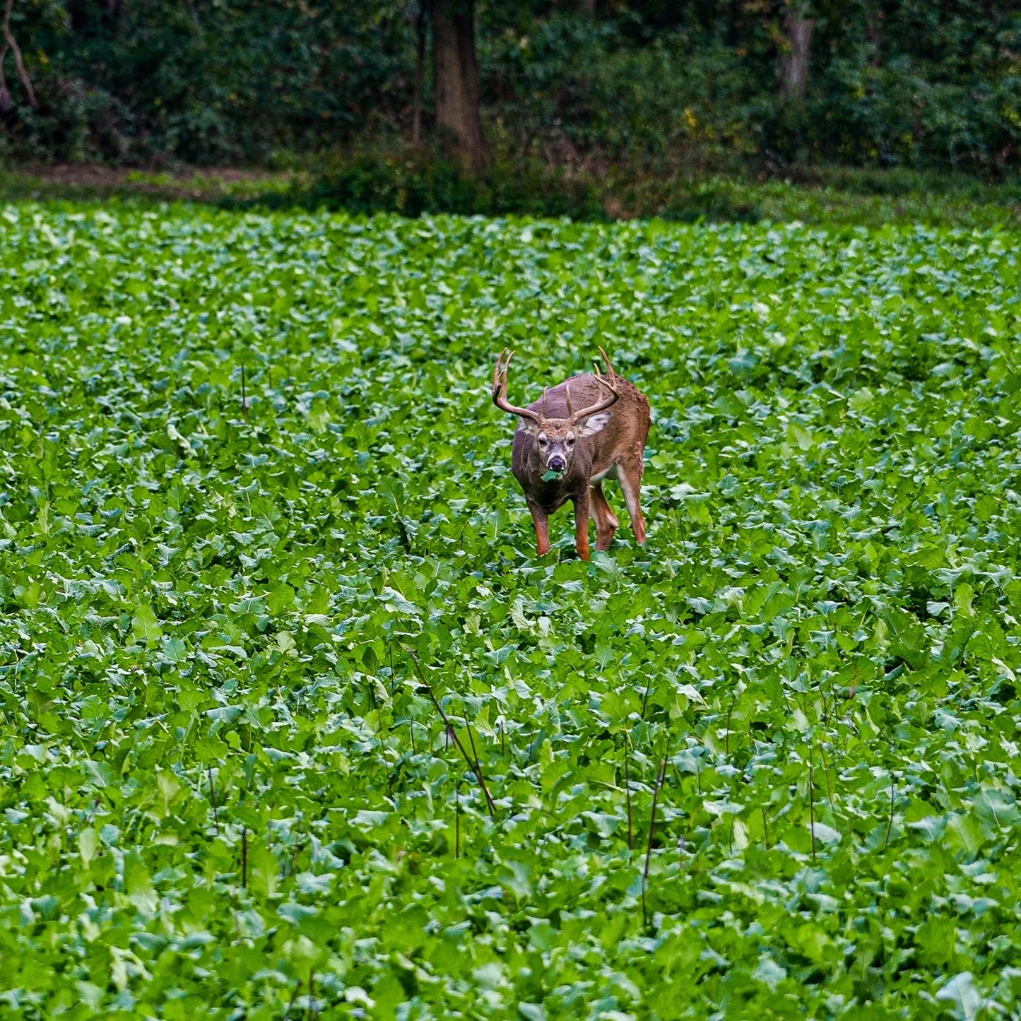 Rut Greens Cold Climate