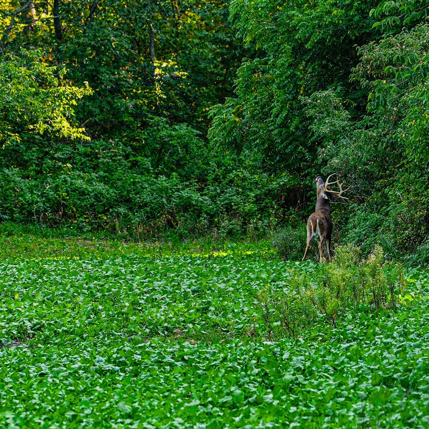 Rut Greens PLUS Cold Climate