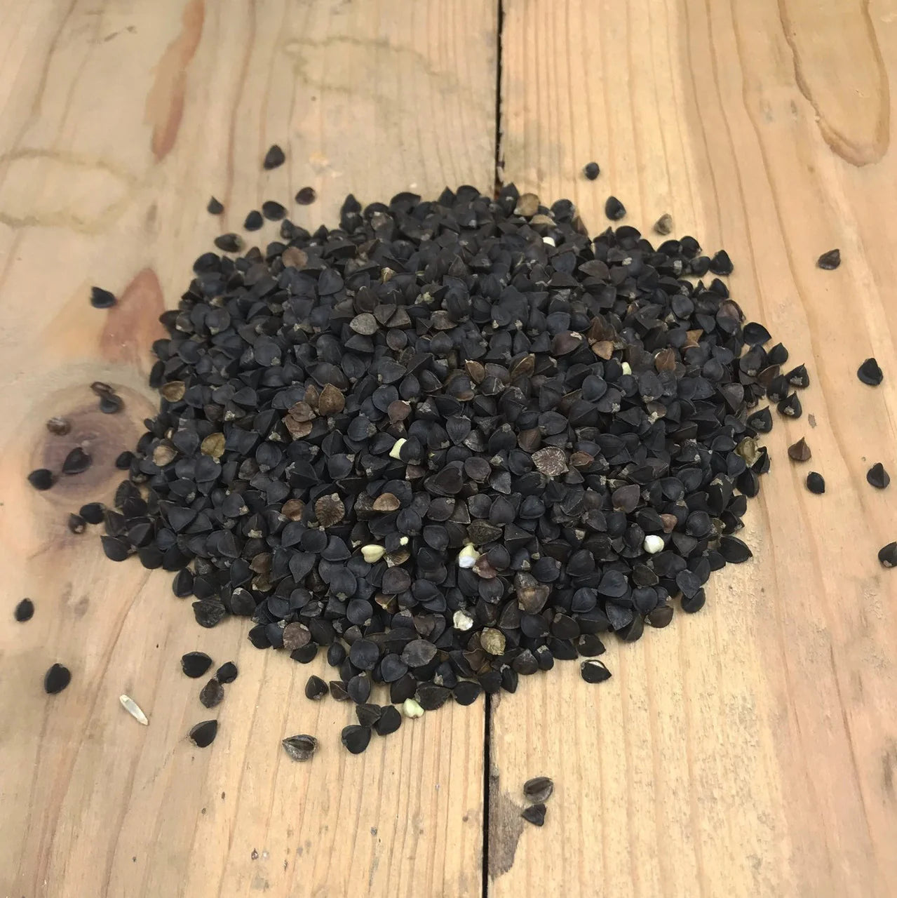 Buckwheat Food Plot Seed