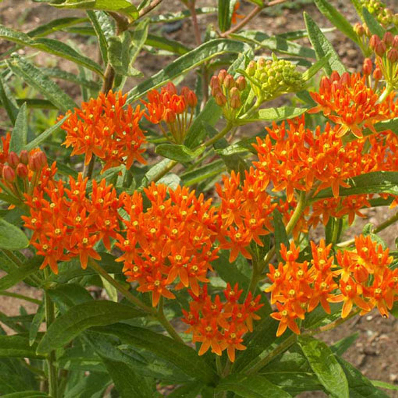 Butterfly Milkweed Seed (Asclepias tuberosa)