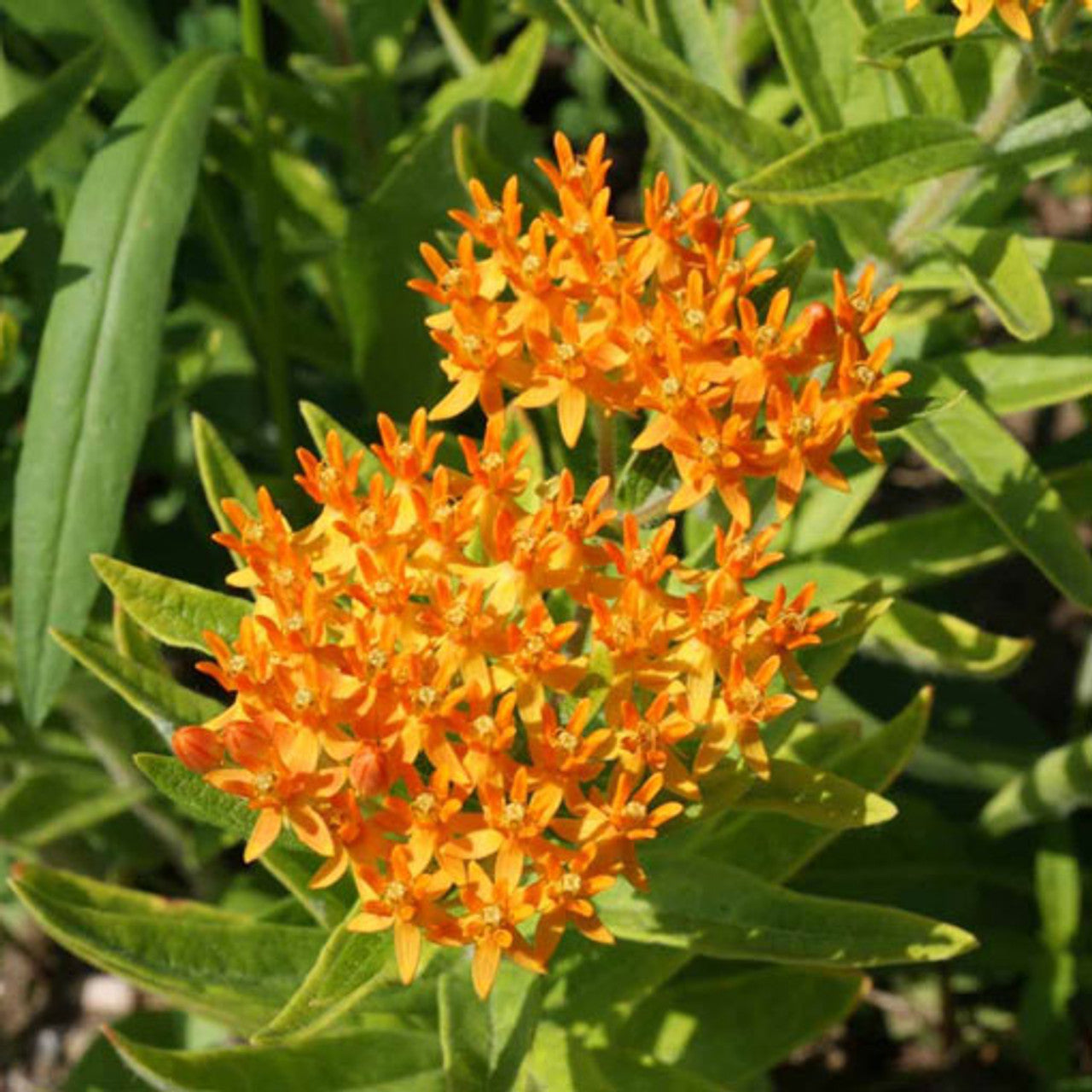 Butterfly Milkweed Seed (Asclepias tuberosa)