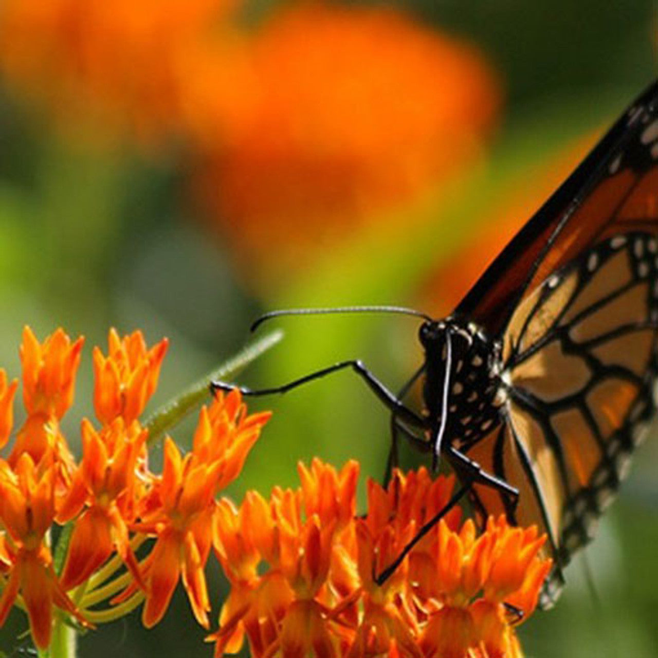 Butterfly Milkweed Seed (Asclepias tuberosa)