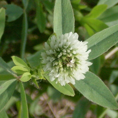 Frosty Berseem Clover Food Plot Seed