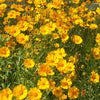 Lanceleaf Coreopsis - (Coreopsis Lanceolata)