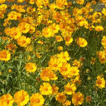 Lanceleaf Coreopsis - (Coreopsis Lanceolata)