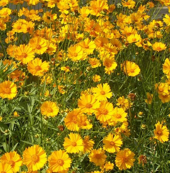 Lanceleaf Coreopsis - (Coreopsis Lanceolata)