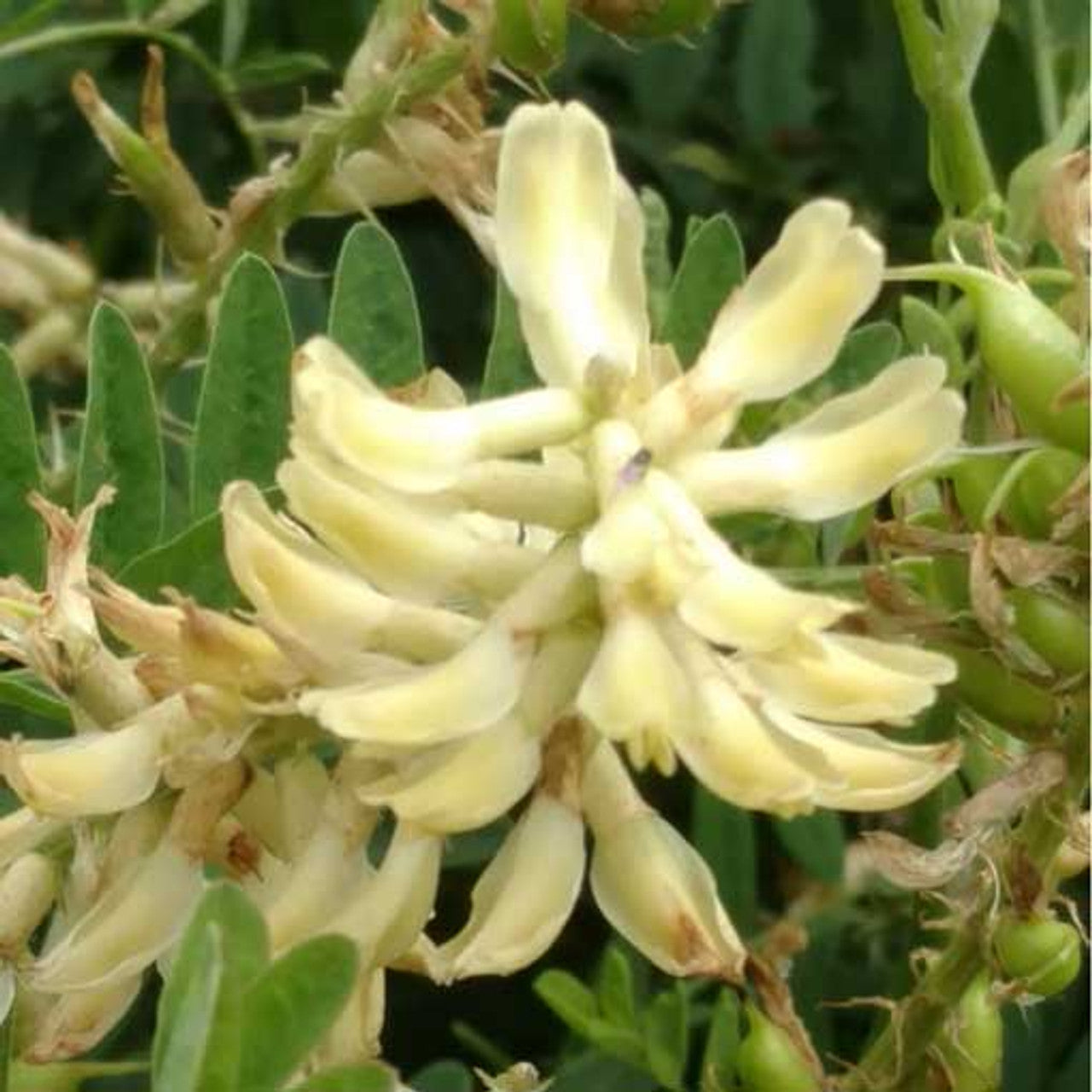 Canada Milkvetch Seed (Astragalus canadensis)