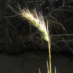 Mandan Canada Wildrye Seed (Elymus canadensis)