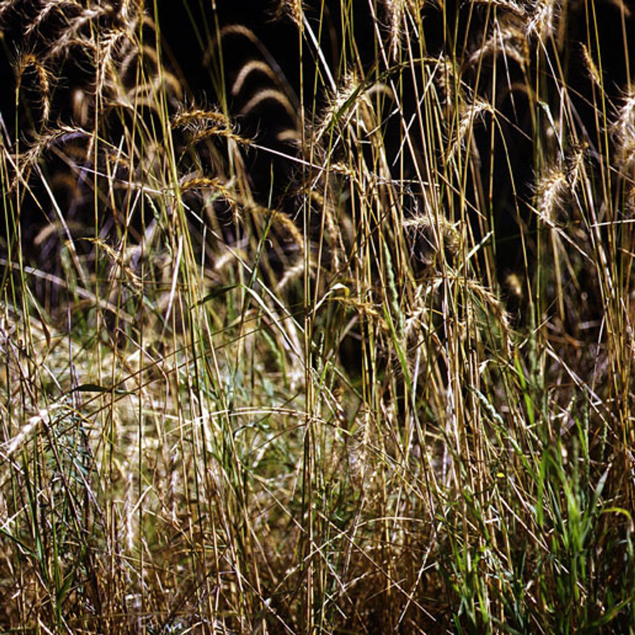 Mandan Canada Wildrye Seed (Elymus canadensis)