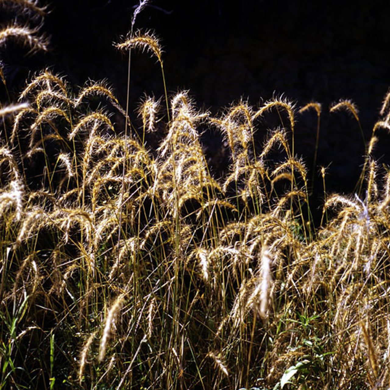 Mandan Canada Wildrye Seed (Elymus canadensis)