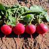 Cherry Belle Radish Seed