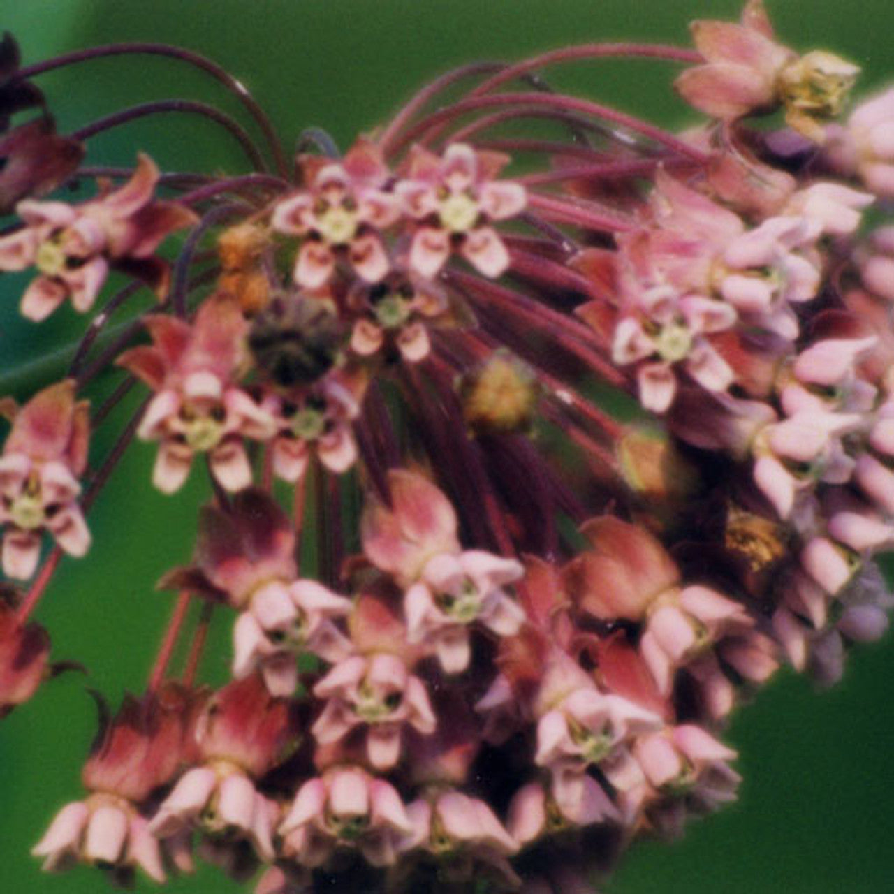 Common Milkweed Seed (Asclepias syriaca)