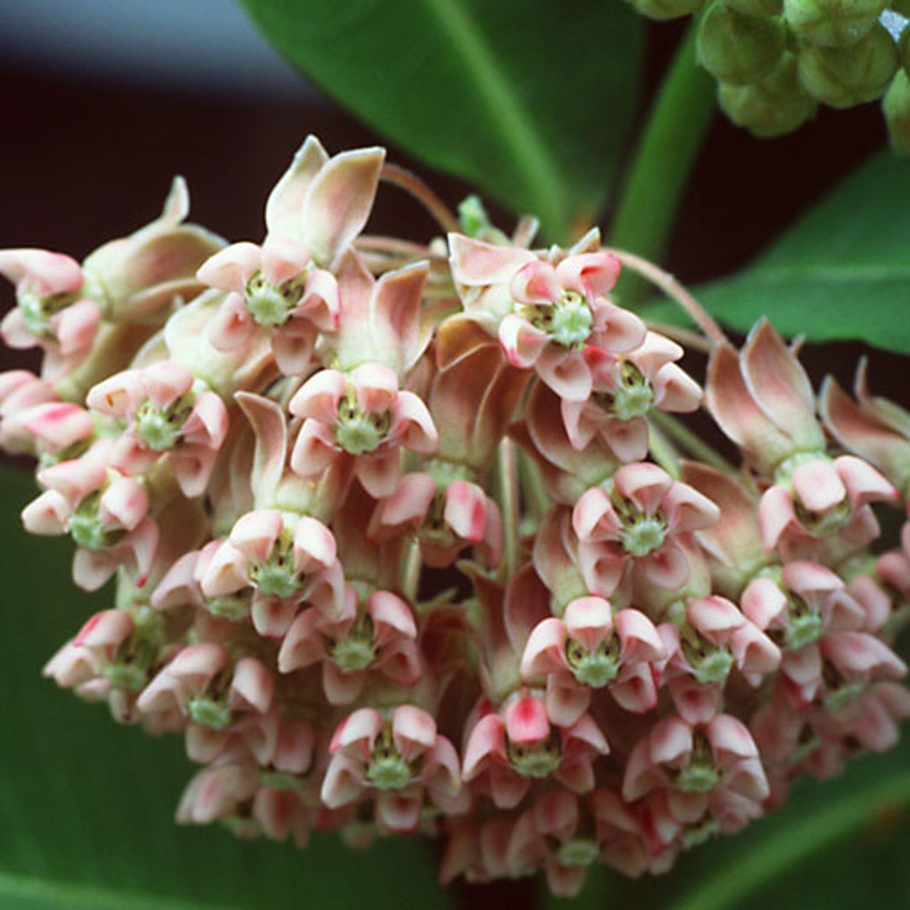 Common Milkweed Seed (Asclepias syriaca)