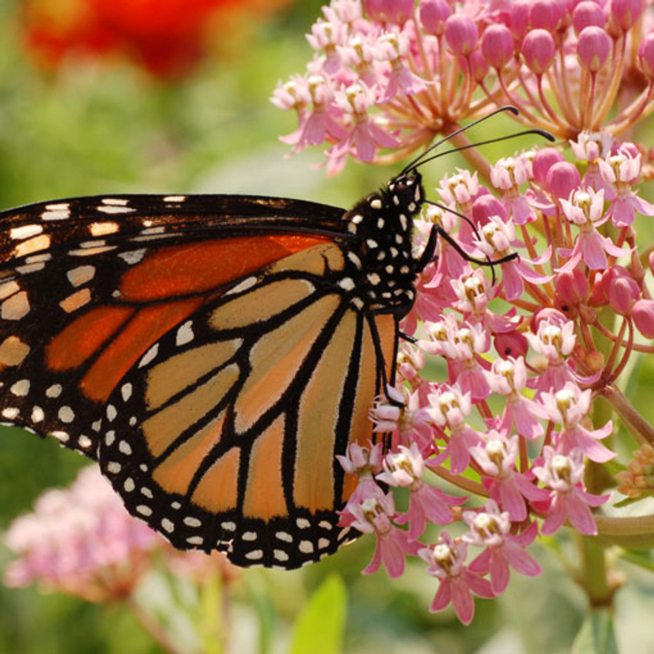 Common Milkweed Seed (Asclepias syriaca)