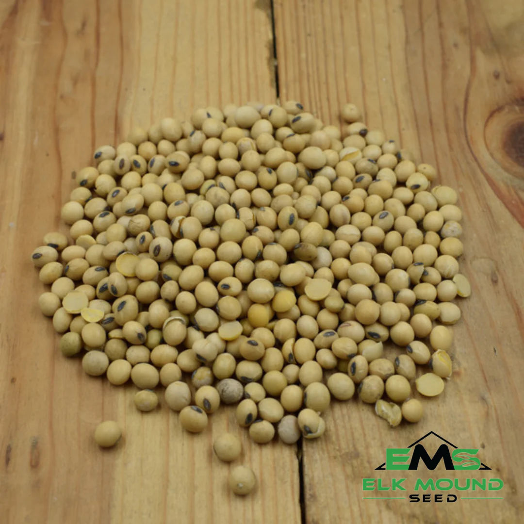 Conventional Food Plot Soybean
