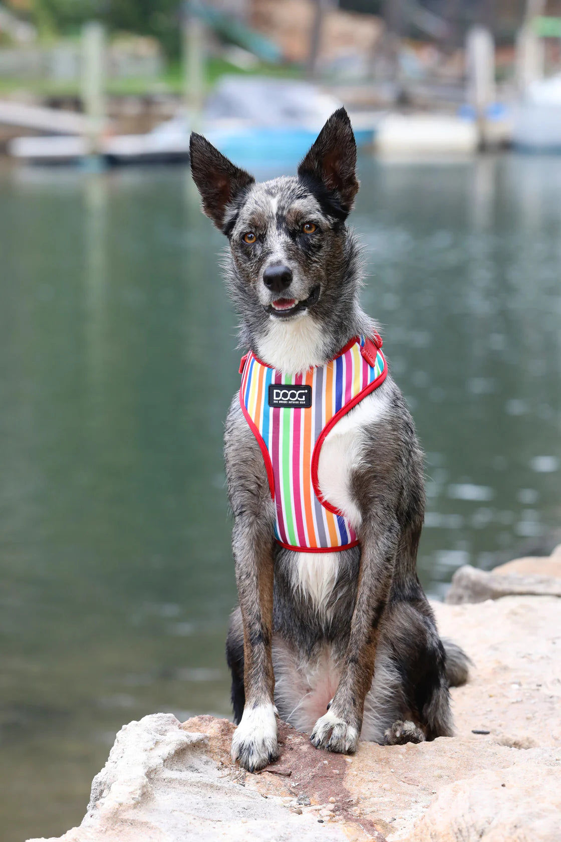 NEOFLEX SOFT HARNESS - SCOOBY-LARGE-RED MULTI STRIPED COLORS