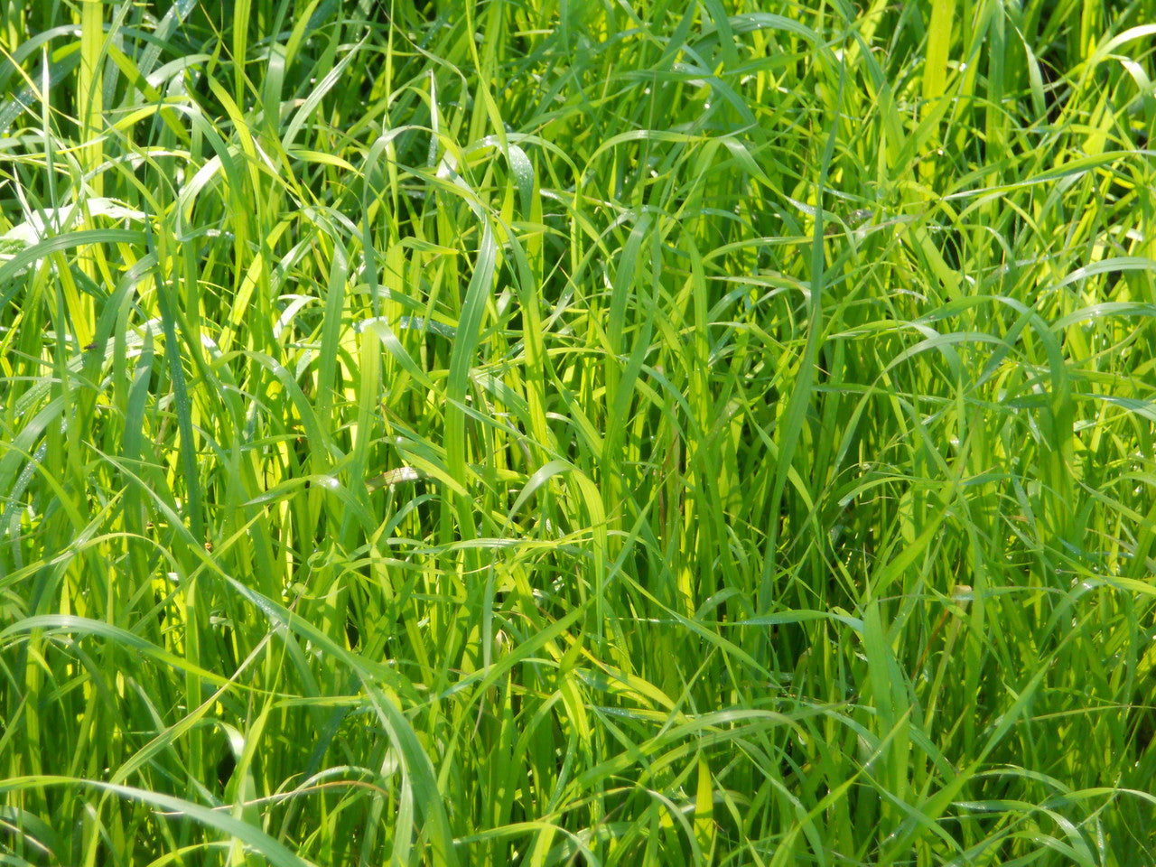 Tomahawk Indiangrass Seed (Sorghastrum nutans)