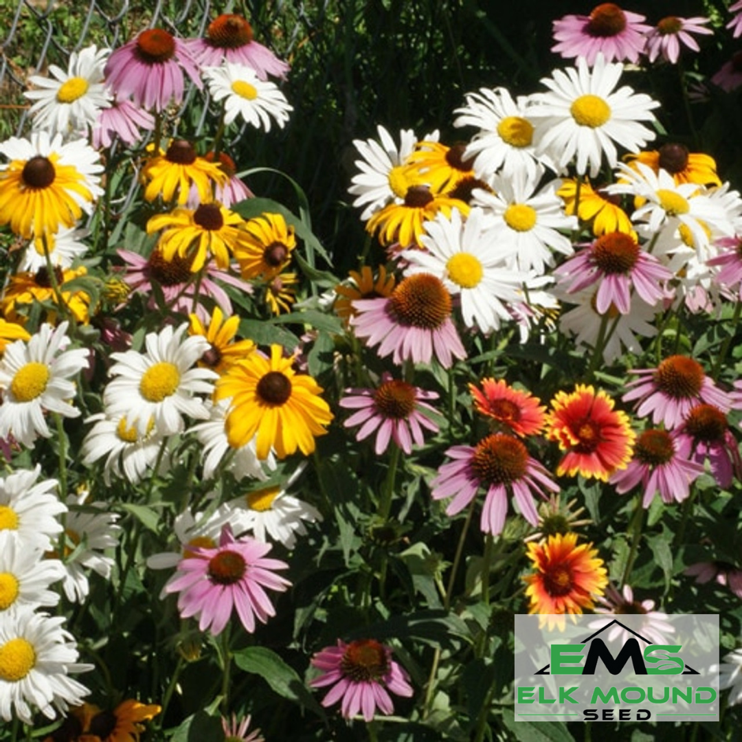 All Perennial Wildflower Seed Mix