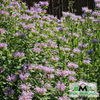 Bee Balm / Bergamot (Monarda fistulosa)