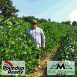 Big Fellow RR Soybean Seed | Eagle Seed