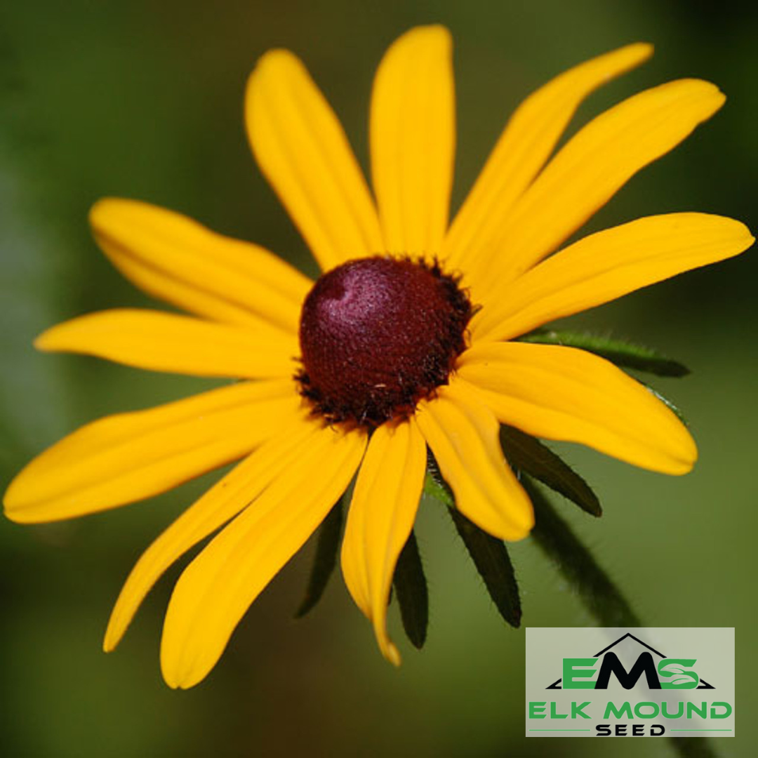 Black-Eyed Susan Seed (Rudbeckia hirta)