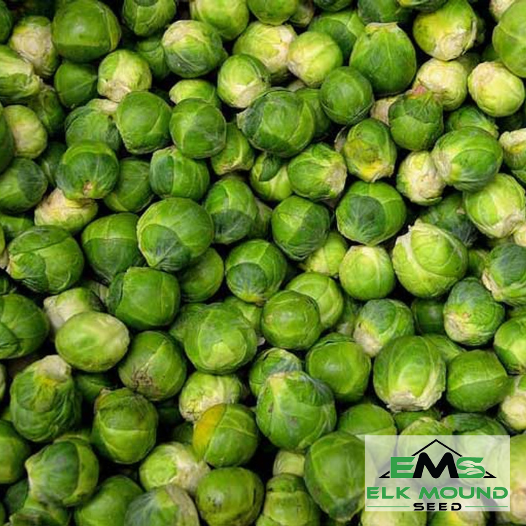 Brussel Sprouts Seed