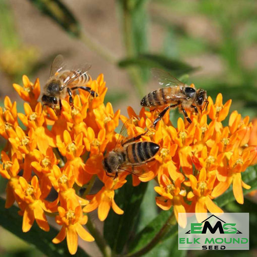 Butterfly Milkweed Seed (Asclepias tuberosa)