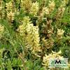 Canada Milkvetch Seed (Astragalus canadensis)