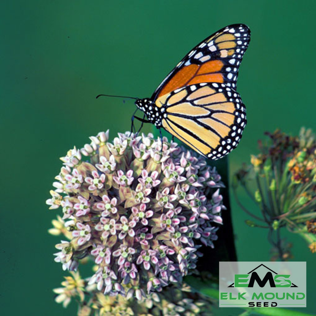 Common Milkweed Seed (Asclepias syriaca)