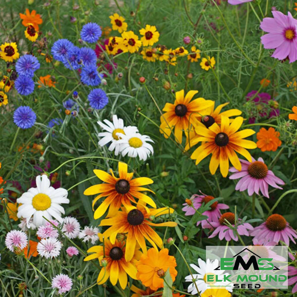 best seeds for cut flower garden Farmers market flowers, Cut Flowers, Fresh Flowers, Annual flowers,  Perennial flowers, Wildflower mix – Elk Mound Seed