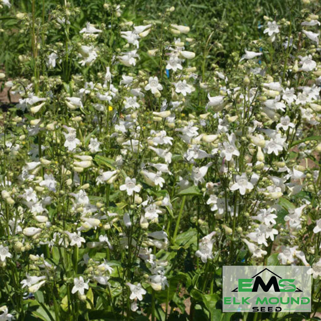 Foxglove Beardtongue (Penstemon digitalis)