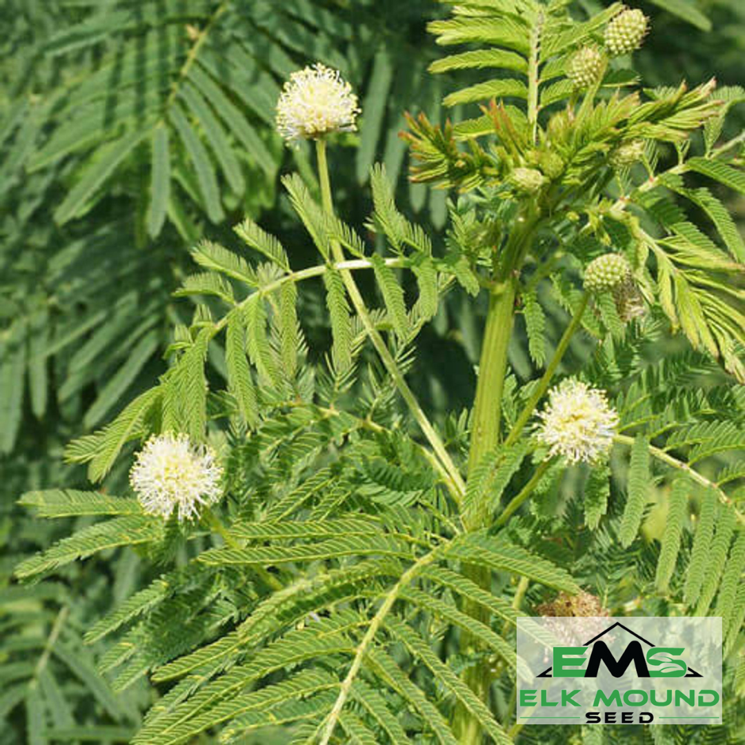 Illinois Bundleflower Seed (Desmanthus illinoensis)